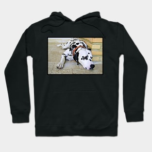 Dalmatian at Rest Hoodie